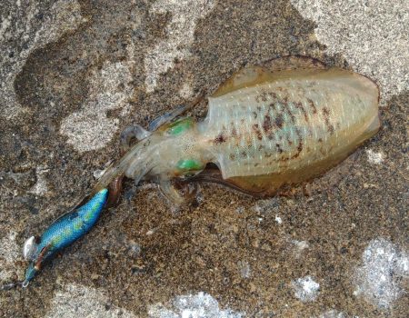 今年はアオリイカが多いのか少ないのか